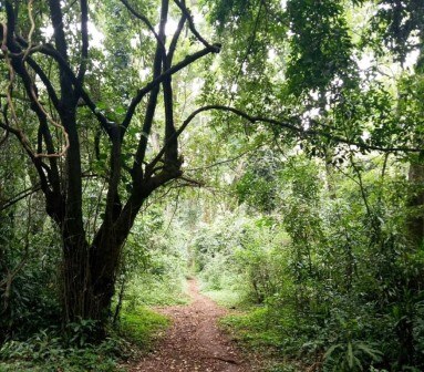 Malava Forest(马拉瓦森林)-非行家旅行-Africa Wild Wander