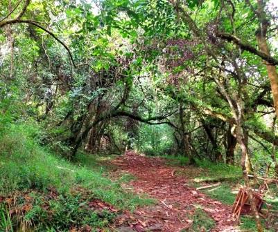 Tagabi Monkey Sanctuary（县域目的地）-非行家旅行-Africa Wild Wander