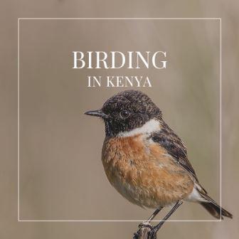 Safari Essentials（国家公园 / 保护区 / Safari）-非行家旅行-Africa Wild Wander