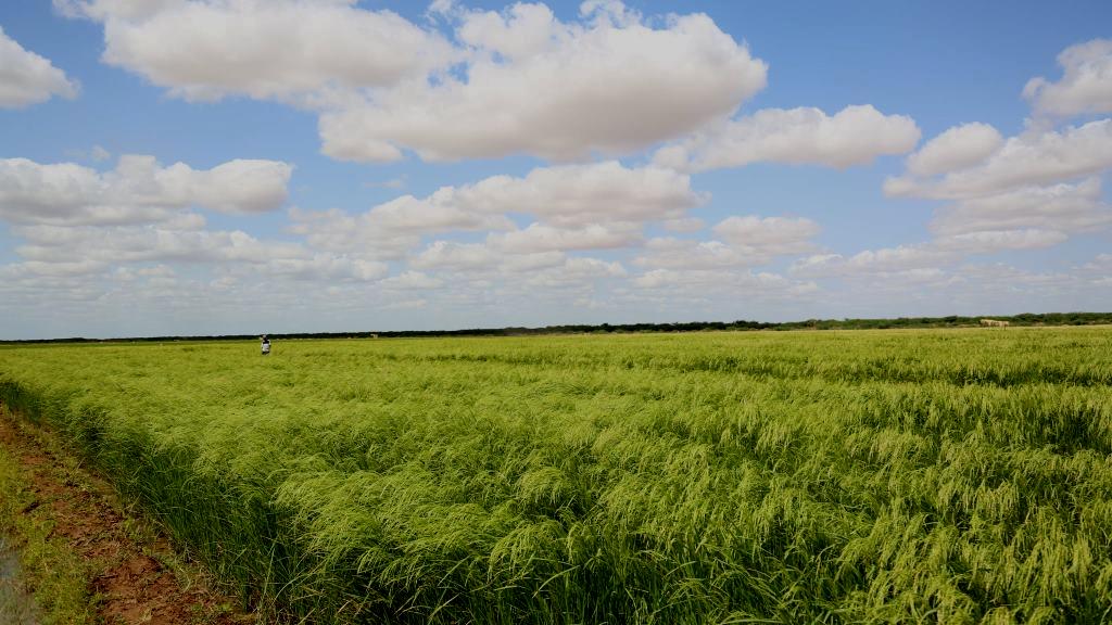 Bura Irrigation Scheme（水系 / 湖泊 / 海岸）-非行家旅行-Africa Wild Wander