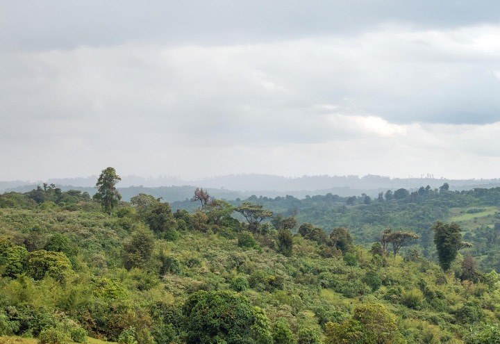 South Western Mau（自然景观 / 徒步）-非行家旅行-Africa Wild Wander