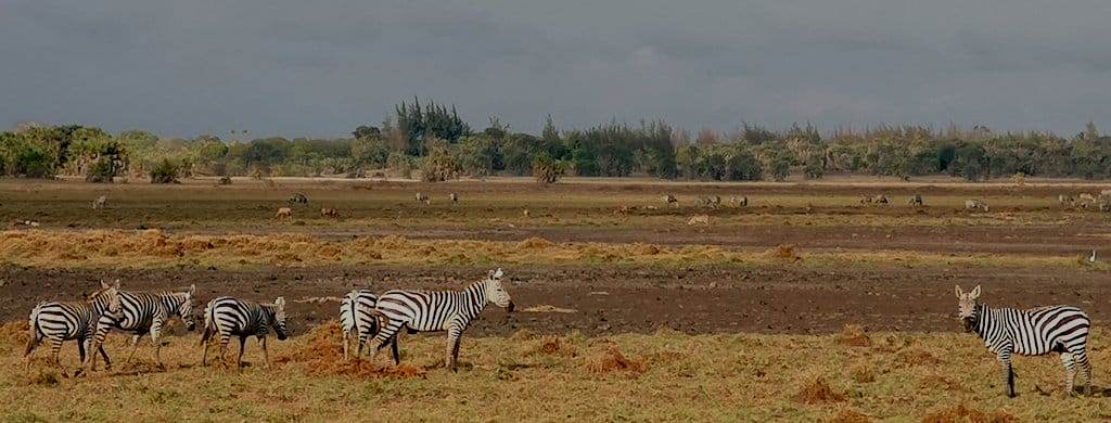 Kipini Conservancy（水系 / 湖泊 / 海岸）-非行家旅行-Africa Wild Wander