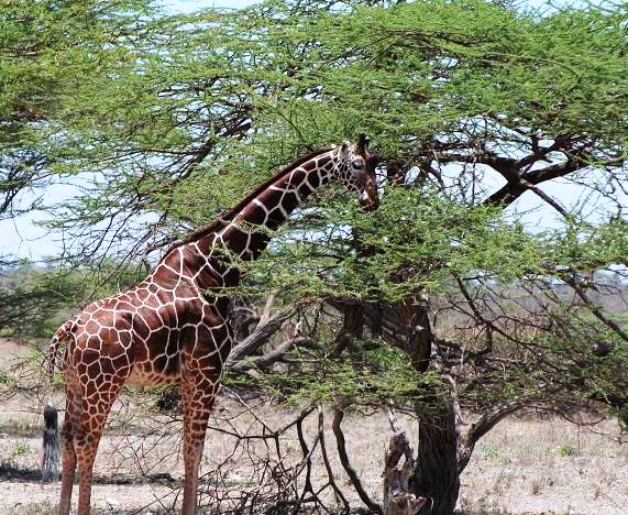 Shaba National Reserve（水系 / 湖泊 / 海岸）-非行家旅行-Africa Wild Wander