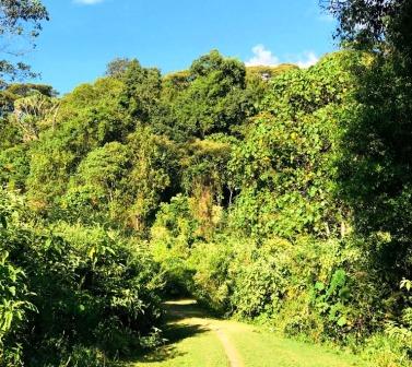 Kapcherop Forest（卡普切罗普森林）-非行家旅行-Africa Wild Wander