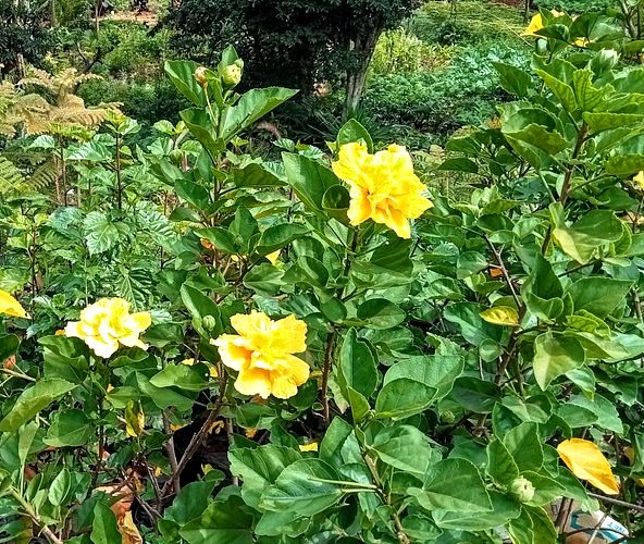 Chelimo Arboretum(森林 / 树木园)-非行家旅行-Africa Wild Wander