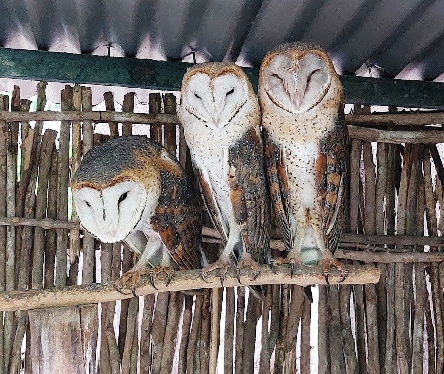 Falconry of Kenya（国家公园 / 保护区 / Safari）-非行家旅行-Africa Wild Wander