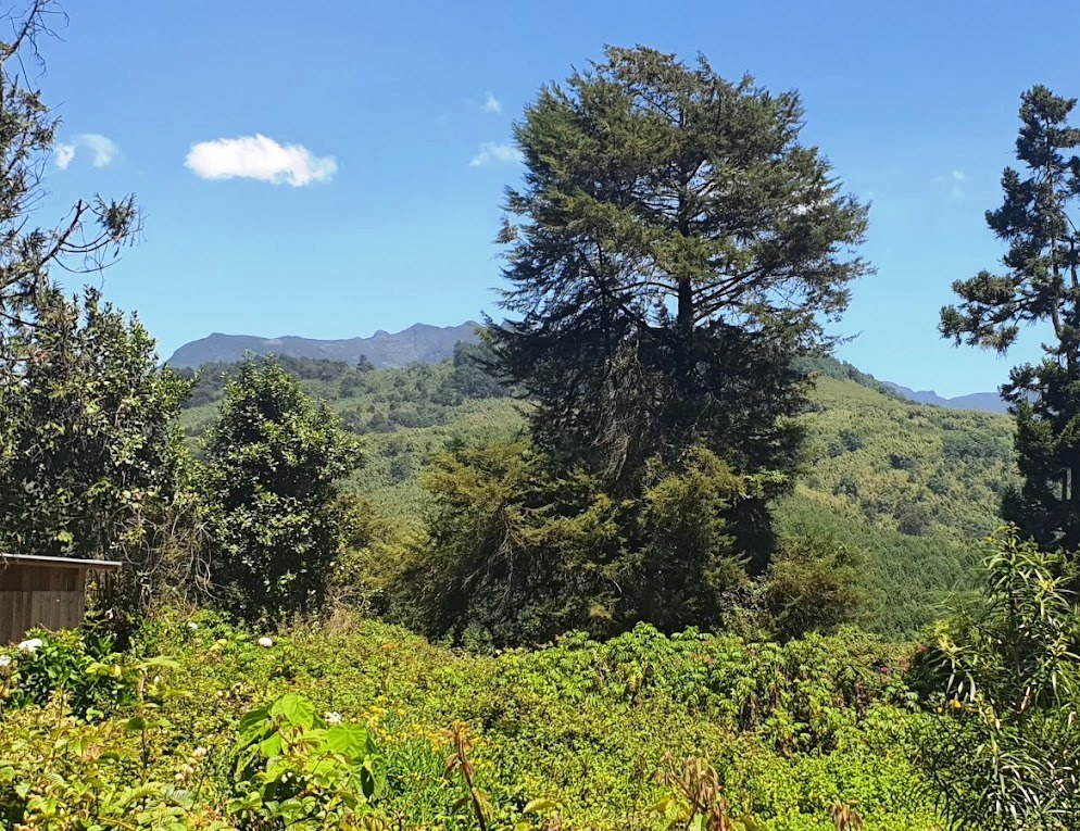 Aberdare Bongo Lodge（Aberdare 森林 / 徒步）-非行家旅行-Africa Wild Wander