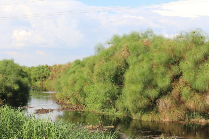 Sio Siteki Swamp（水系 / 湖泊 / 海岸）-非行家旅行-Africa Wild Wander