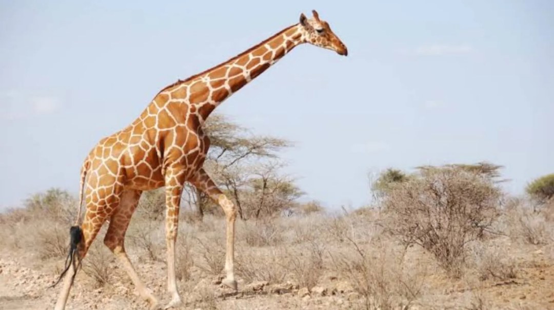 Wajir County（瓦吉尔县）-非行家旅行-Africa Wild Wander