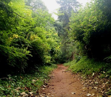 Malava Forest(马拉瓦森林)-非行家旅行-Africa Wild Wander