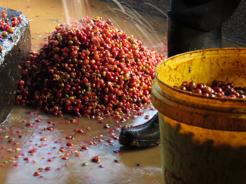 Chabera Coffee Factory(自然景观 / 徒步)-非行家旅行-Africa Wild Wander