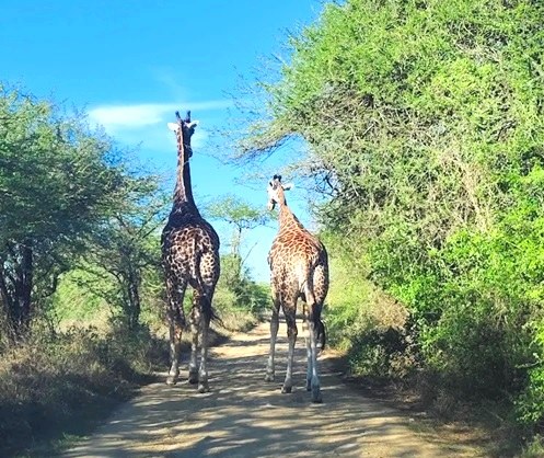 Haller Park Mombasa（蒙巴萨哈勒公园）-非行家旅行-Africa Wild Wander