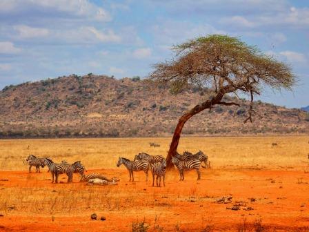 Tsavo East National Park（察沃东国家公园）-非行家旅行-Africa Wild Wander