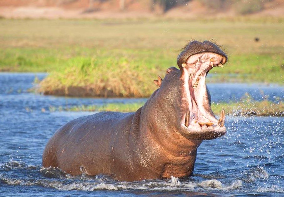 Lake Ol Bolossat（奥尔博洛萨特湖）-非行家旅行-Africa Wild Wander