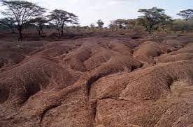 Loboi Plain-非行家旅行-Africa Wild Wander