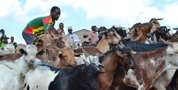 Kimalel Goat Auction-非行家旅行-Africa Wild Wander