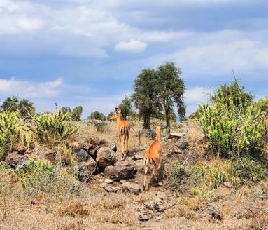 Stoni Athi Resort（Athi-Kapiti / Lukenya 生态）-非行家旅行-Africa Wild Wander
