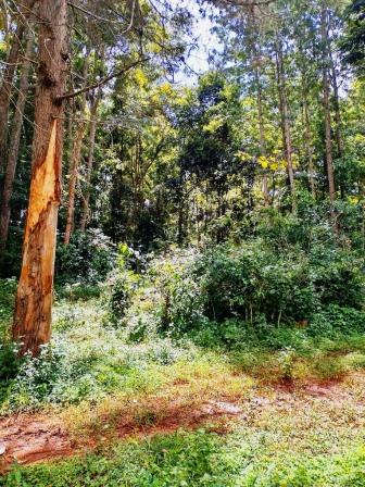 Chuka Forest（丘卡森林）-非行家旅行-Africa Wild Wander