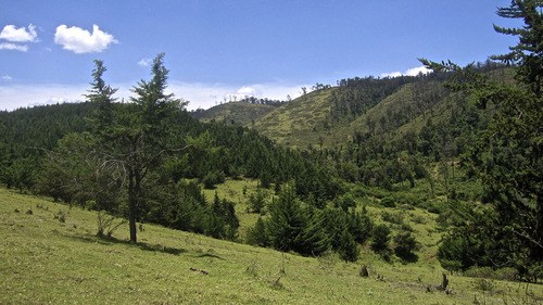 Forests of Kenya（自然景观 / 徒步）-非行家旅行-Africa Wild Wander
