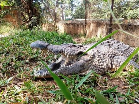 Kitale Museum（基塔莱博物馆）-非行家旅行-Africa Wild Wander