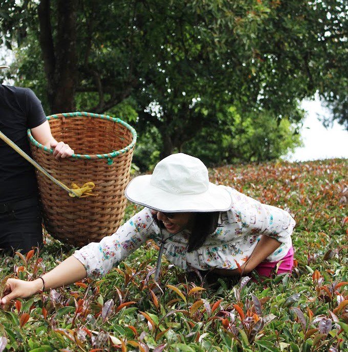 Gatura Greens Farm（加图拉紫茶农场）-非行家旅行-Africa Wild Wander