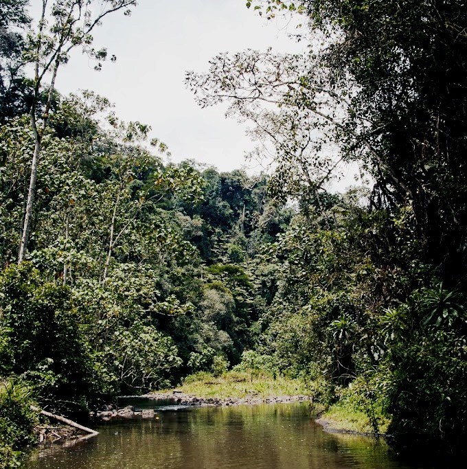 Kimakia Falls（Aberdare 森林 / 徒步）-非行家旅行-Africa Wild Wander