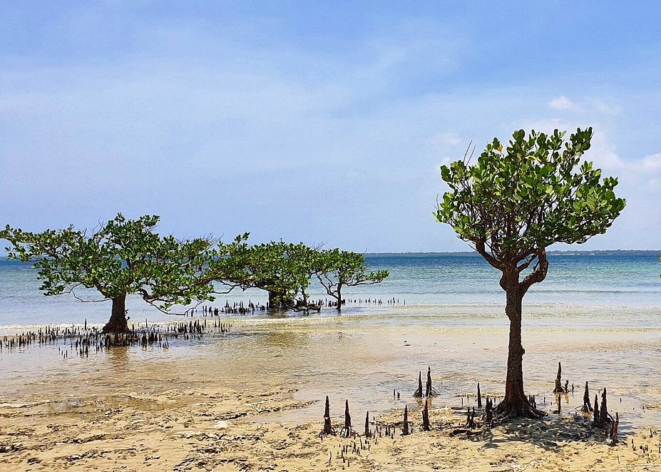 Funzi Island（芬齐岛）-非行家旅行-Africa Wild Wander