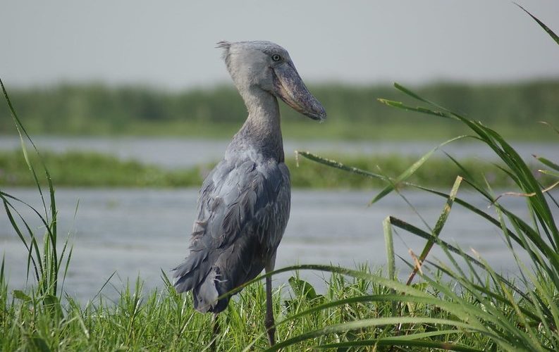 Budalang'i Delta（水系 / 湖泊 / 海岸）-非行家旅行-Africa Wild Wander