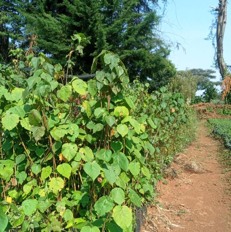 Masese Ecotourism Site（历史遗产 / 博物馆）-非行家旅行-Africa Wild Wander