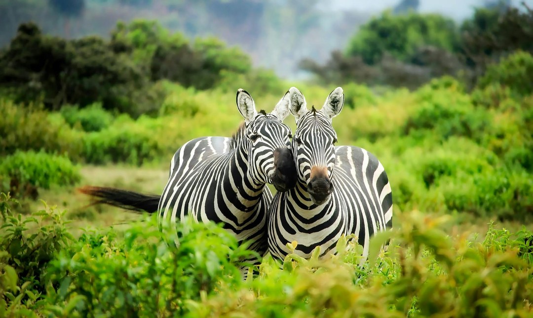 Capture The Moments（文化活动 / 创作体验）-非行家旅行-Africa Wild Wander