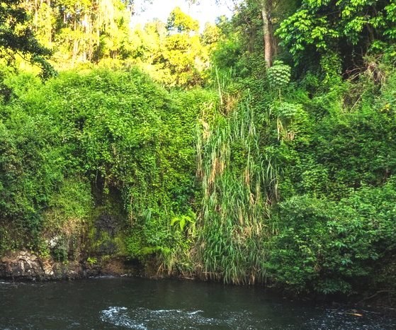 Theemwe Springs（Mount Kenya / 高山路线）-非行家旅行-Africa Wild Wander