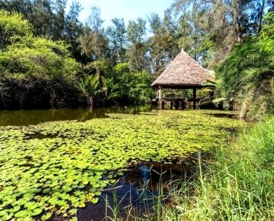 Haller Park Mombasa（蒙巴萨哈勒公园）-非行家旅行-Africa Wild Wander