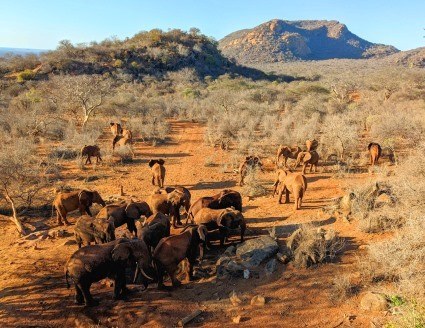 Mbulia Conservancy（保护地 / 私营保护区）-非行家旅行-Africa Wild Wander