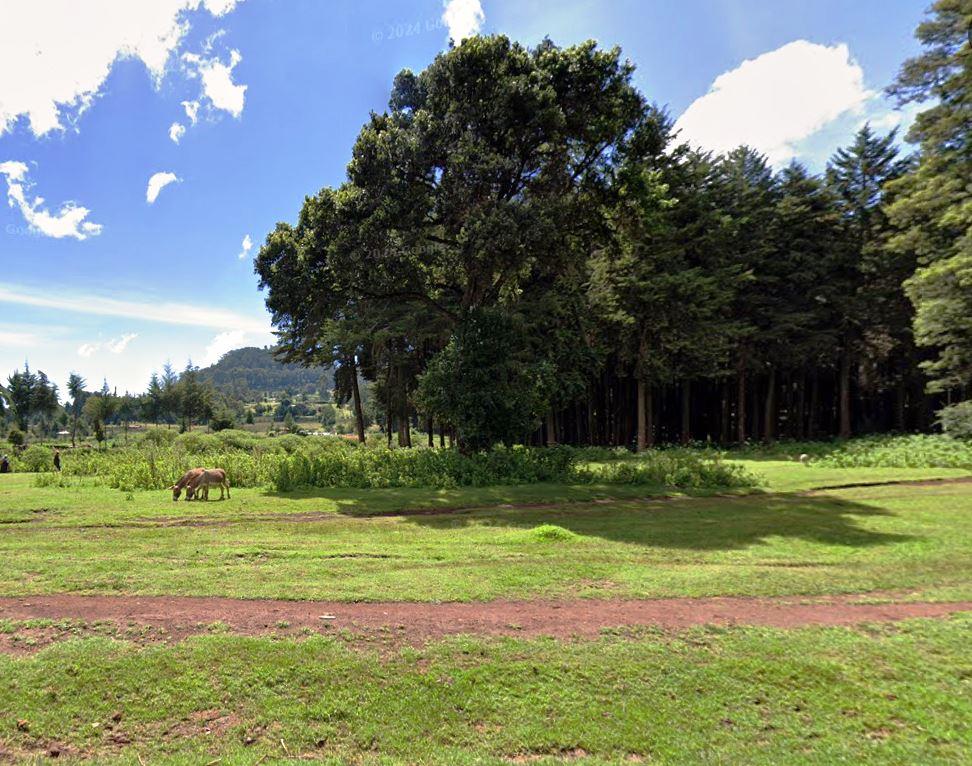 Mucheene Forest（森林 / 水源地）-非行家旅行-Africa Wild Wander