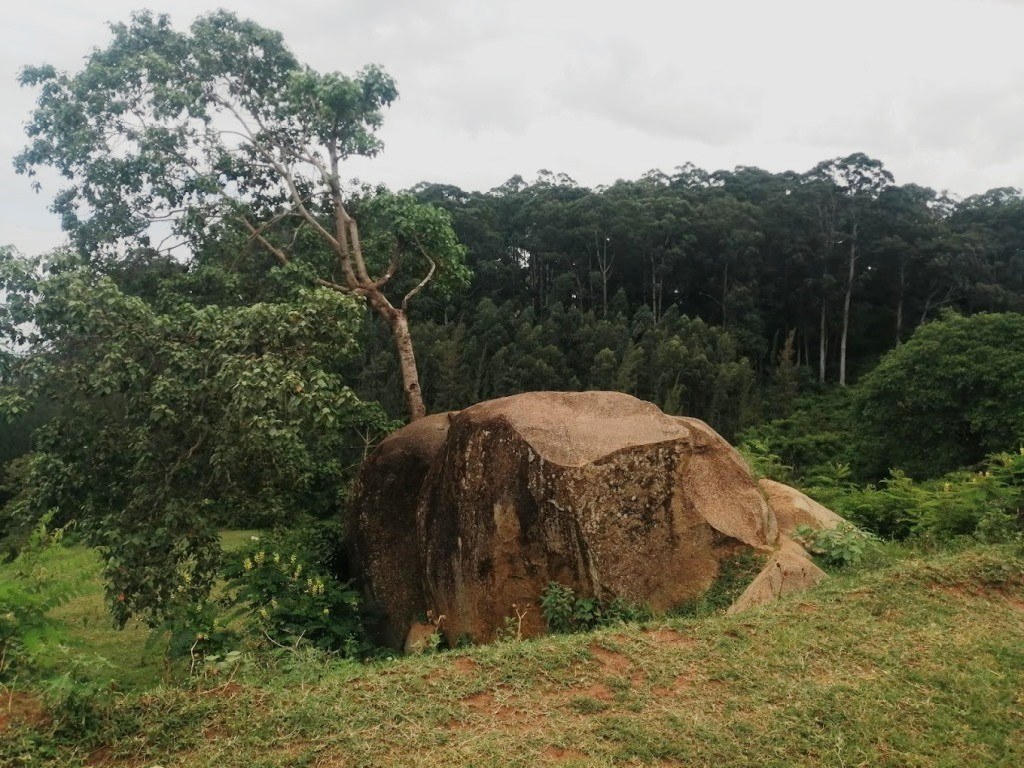 Nyaandui Forest（尼安杜伊森林）-非行家旅行-Africa Wild Wander