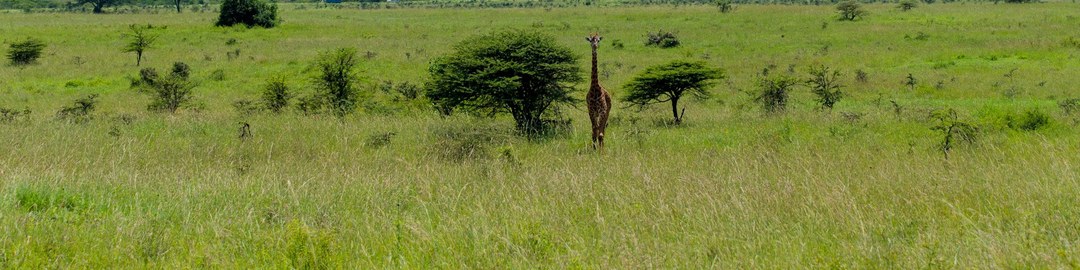 Home(历史遗产 / 博物馆)-非行家旅行-Africa Wild Wander