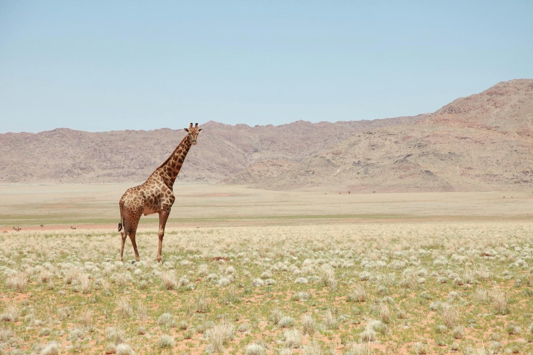 Wagalla Monument（历史遗产 / 博物馆）-非行家旅行-Africa Wild Wander