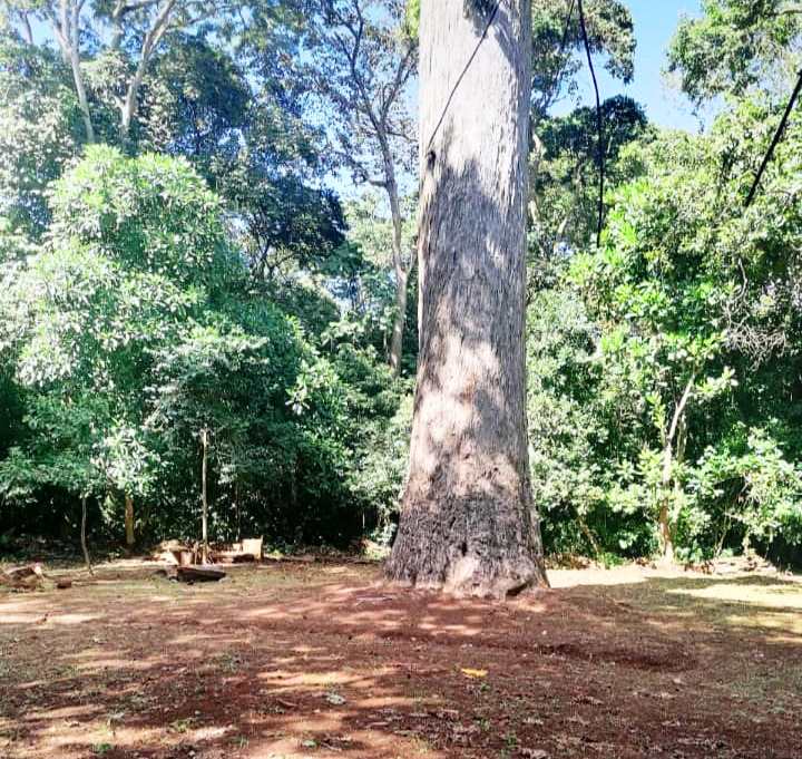 Giant Meru Oak（巨型梅鲁橡树）-非行家旅行-Africa Wild Wander