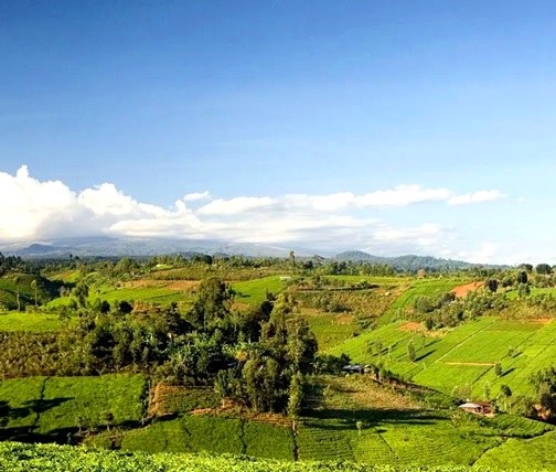 Mau Forest Reserve（毛森林保护区）-非行家旅行-Africa Wild Wander