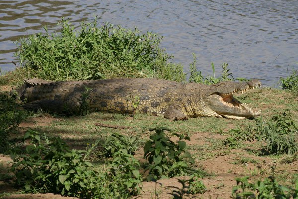 Tana Primate Reserve（水系 / 湖泊 / 海岸）-非行家旅行-Africa Wild Wander