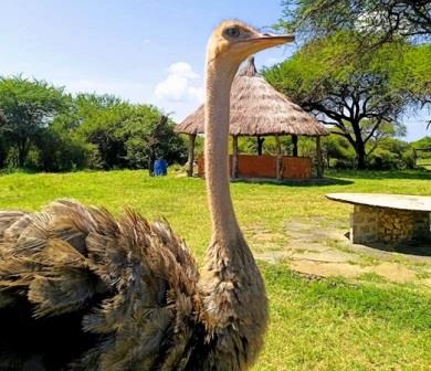 Nguuni Nature Sanctuary(生态公园 / 海洋保护)-非行家旅行-Africa Wild Wander