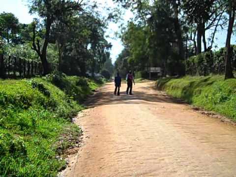 Kaimosi Forest(凯莫西森林)-非行家旅行-Africa Wild Wander