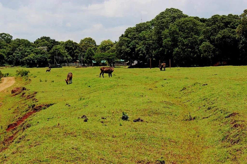 Mount Elgon National Park（埃尔贡山国家公园）-非行家旅行-Africa Wild Wander