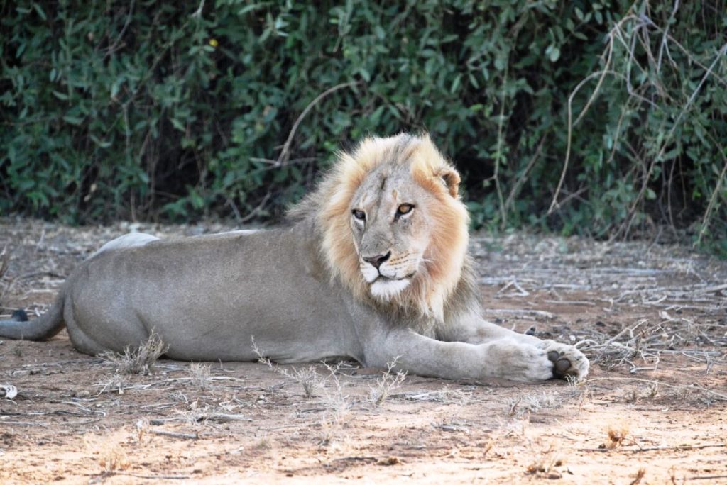 Ewaso Lions（埃瓦索狮子保护项目）-非行家旅行-Africa Wild Wander