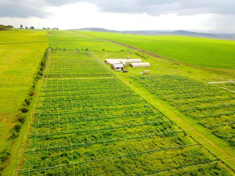 Tamalu Farm（农场 / 高地农业）-非行家旅行-Africa Wild Wander