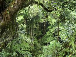Kibiri Forest（基比里森林）-非行家旅行-Africa Wild Wander