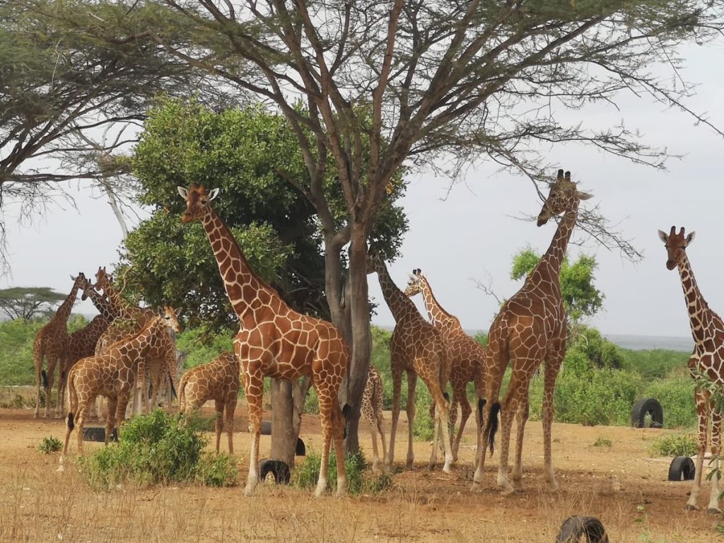 Bour-Algi Giraffe Sanctuary（国家公园 / 保护区 / Safari）-非行家旅行-Africa Wild Wander