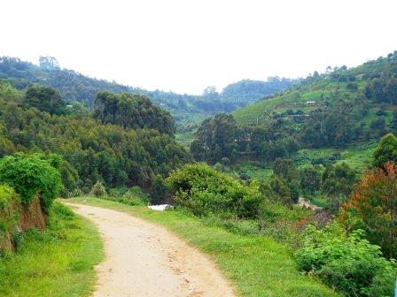 Forests of Kenya（自然景观 / 徒步）-非行家旅行-Africa Wild Wander