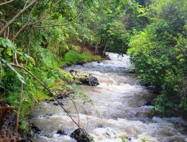 Chuka Forest（丘卡森林）-非行家旅行-Africa Wild Wander