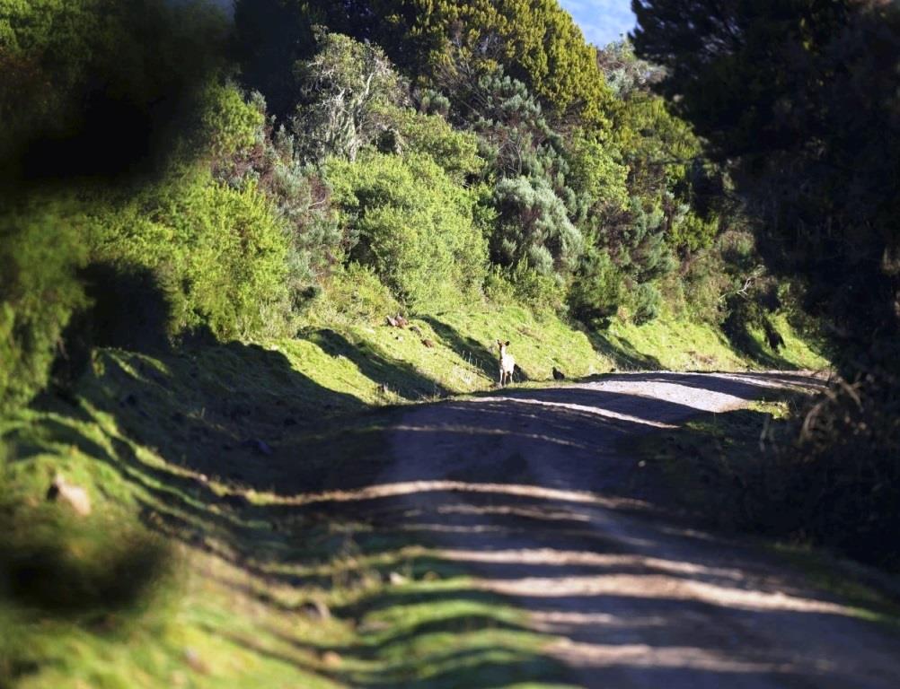 Aberdare Forest（阿伯德尔森林）-非行家旅行-Africa Wild Wander
